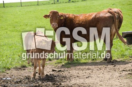 Hausrind (59 von 174).jpg